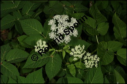 Gewöhnlicher Giersch, Gewöhnlicher Geißfuß, Aegopodium podagraria, Apiaceae, Aegopodium podagraria, Gewöhnlicher Giersch, Gewöhnlicher Geißfuß, fruchtend Kauf von 00342aegopodium_podagrariaimg_7617.jpg