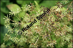 Gewöhnlicher Giersch, Gewöhnlicher Geißfuß, Aegopodium podagraria, Apiaceae, Aegopodium podagraria, Gewöhnlicher Giersch, Gewöhnlicher Geißfuß, fruchtend Kauf von 00342aegopodium_podagrariaimg_9188.jpg