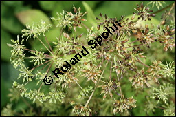 Gewhnlicher Giersch, Gewhnlicher Geifu, Aegopodium podagraria, Apiaceae, Aegopodium podagraria, Gewhnlicher Giersch, Gewhnlicher Geifu, fruchtend Kauf von 00342aegopodium_podagrariaimg_9188.jpg