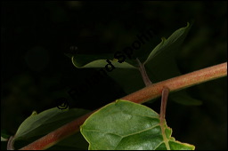 Drsiger Gtterbaum, Ailanthus altissima, Ailanthus glandulosa, Simaroubaceae, Ailanthus altissima, Ailanthus glandulosa, Drsiger Gtterbaum, fruchtend Kauf von 00352ailanthus_altissimaimg_2823.jpg