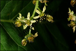 Drsiger Gtterbaum, Ailanthus altissima, Ailanthus glandulosa, Simaroubaceae, Ailanthus altissima, Ailanthus glandulosa, Drsiger Gtterbaum, fruchtend Kauf von 00352ailanthus_altissimaimg_2827.jpg