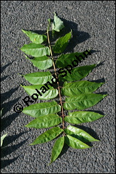 Drüsiger Götterbaum, Ailanthus altissima, Ailanthus glandulosa, Simaroubaceae, Ailanthus altissima, Ailanthus glandulosa, Drüsiger Götterbaum, fruchtend Kauf von 00352ailanthus_altissimaimg_2828.jpg