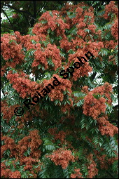 Drsiger Gtterbaum, Ailanthus altissima, Ailanthus glandulosa, Simaroubaceae, Ailanthus altissima, Ailanthus glandulosa, Drsiger Gtterbaum, fruchtend Kauf von 00352ailanthus_altissimaimg_9093.jpg