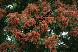 Drüsiger Götterbaum, Ailanthus altissima, Ailanthus glandulosa, Simaroubaceae, Ailanthus altissima, Ailanthus glandulosa, Drüsiger Götterbaum, fruchtend Kauf von 00352ailanthus_altissimaimg_9094.jpg