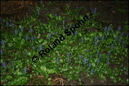 Kriechender Gnsel, Ajuga reptans, Lamiaceae, Ajuga reptans, Kriechender Gnsel, Blhend Kauf von 00354ajuga_reptans_img_1881.jpg