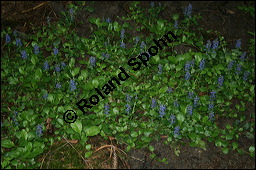 Kriechender Gnsel, Ajuga reptans, Lamiaceae, Ajuga reptans, Kriechender Gnsel, Blhend Kauf von 00354ajuga_reptans_img_1883.jpg