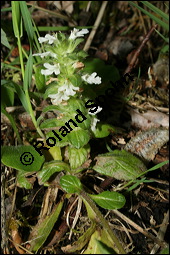 Kriechender Gnsel, Ajuga reptans, Lamiaceae, Ajuga reptans, Kriechender Gnsel, Blhend Kauf von 00354ajuga_reptansimg_1918.jpg