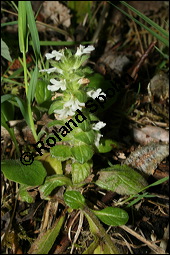 Kriechender Gnsel, Ajuga reptans, Lamiaceae, Ajuga reptans, Kriechender Gnsel, Blhend Kauf von 00354ajuga_reptansimg_1919.jpg