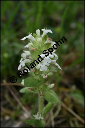 Kriechender Günsel, Ajuga reptans, Lamiaceae, Ajuga reptans, Kriechender Günsel, Blühend Kauf von 00354ajuga_reptansimg_1920.jpg