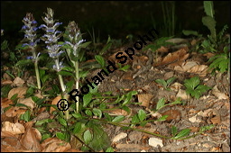 Kriechender Günsel, Ajuga reptans, Lamiaceae, Ajuga reptans, Kriechender Günsel, Blühend Kauf von 00354ajuga_reptansimg_6668.jpg
