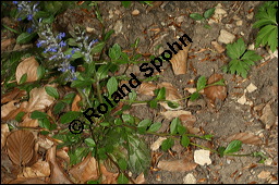Kriechender Günsel, Ajuga reptans, Lamiaceae, Ajuga reptans, Kriechender Günsel, Blühend Kauf von 00354ajuga_reptansimg_6669.jpg