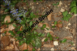 Kriechender Gnsel, Ajuga reptans, Lamiaceae, Ajuga reptans, Kriechender Gnsel, Blhend Kauf von 00354ajuga_reptansimg_6669.jpg