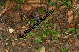Kriechender Günsel, Ajuga reptans, Lamiaceae, Ajuga reptans, Kriechender Günsel, Blühend Kauf von 00354ajuga_reptansimg_6670.jpg