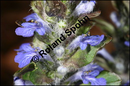Kriechender Günsel, Ajuga reptans, Lamiaceae, Ajuga reptans, Kriechender Günsel, Blühend Kauf von 00354ajuga_reptansimg_6671.jpg