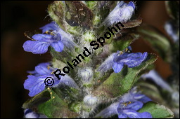 Kriechender Günsel, Ajuga reptans, Lamiaceae, Ajuga reptans, Kriechender Günsel, Blühend Kauf von 00354ajuga_reptansimg_6672.jpg