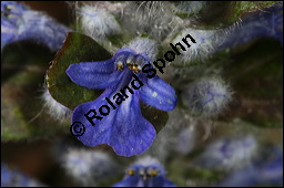 Kriechender Günsel, Ajuga reptans, Lamiaceae, Ajuga reptans, Kriechender Günsel, Blühend Kauf von 00354ajuga_reptansimg_6673.jpg