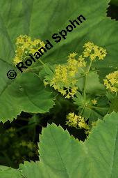 Gewhnlicher Frauenmantel, Gelbgrner Frauenmantel, Alchemilla xanthochlora, Alchemilla vulgaris, Alchemilla pratensis, Rosaceae, Alchemilla xanthochlora, Alchemilla vulgaris, Alchemilla pratensis, Gelbgrner Frauenmantel, Gewhnlicher Frauenmantel, Blhend Kauf von 00357_alchemilla_xanthochlora_dsc_1445.jpg