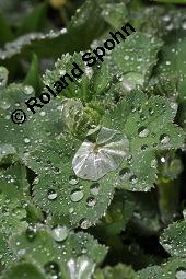 Gewhnlicher Frauenmantel, Gelbgrner Frauenmantel, Alchemilla xanthochlora, Alchemilla vulgaris, Alchemilla pratensis, Rosaceae, Alchemilla xanthochlora, Alchemilla vulgaris, Alchemilla pratensis, Gelbgrner Frauenmantel, Gewhnlicher Frauenmantel, Blhend Kauf von 00357_alchemilla_xanthochlora_dsc_8847.jpg