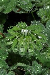 Gewöhnlicher Frauenmantel, Gelbgrüner Frauenmantel, Alchemilla xanthochlora, Alchemilla vulgaris, Alchemilla pratensis, Rosaceae, Alchemilla xanthochlora, Alchemilla vulgaris, Alchemilla pratensis, Gelbgrüner Frauenmantel, Gewöhnlicher Frauenmantel, Blühend Kauf von 00357_alchemilla_xanthochlora_dsc_8855.jpg