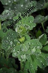 Gewhnlicher Frauenmantel, Gelbgrner Frauenmantel, Alchemilla xanthochlora, Alchemilla vulgaris, Alchemilla pratensis, Rosaceae, Alchemilla xanthochlora, Alchemilla vulgaris, Alchemilla pratensis, Gelbgrner Frauenmantel, Gewhnlicher Frauenmantel, Blhend Kauf von 00357_alchemilla_xanthochlora_dsc_8857.jpg