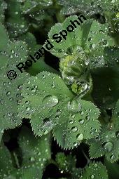 Gewöhnlicher Frauenmantel, Gelbgrüner Frauenmantel, Alchemilla xanthochlora, Alchemilla vulgaris, Alchemilla pratensis, Rosaceae, Alchemilla xanthochlora, Alchemilla vulgaris, Alchemilla pratensis, Gelbgrüner Frauenmantel, Gewöhnlicher Frauenmantel, Blühend Kauf von 00357_alchemilla_xanthochlora_dsc_8864.jpg