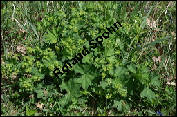 Gewöhnlicher Frauenmantel, Gelbgrüner Frauenmantel, Alchemilla xanthochlora, Alchemilla vulgaris, Alchemilla pratensis, Rosaceae, Alchemilla xanthochlora, Alchemilla vulgaris, Alchemilla pratensis, Gelbgrüner Frauenmantel, Gewöhnlicher Frauenmantel, Blühend Kauf von 00357alchemilla_xanthochloraimg_2161.jpg