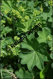 Gewöhnlicher Frauenmantel, Gelbgrüner Frauenmantel, Alchemilla xanthochlora, Alchemilla vulgaris, Alchemilla pratensis, Rosaceae, Alchemilla xanthochlora, Alchemilla vulgaris, Alchemilla pratensis, Gelbgrüner Frauenmantel, Gewöhnlicher Frauenmantel, Blühend Kauf von 00357alchemilla_xanthochloraimg_2164.jpg