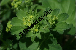 Gewhnlicher Frauenmantel, Gelbgrner Frauenmantel, Alchemilla xanthochlora, Alchemilla vulgaris, Alchemilla pratensis, Rosaceae, Alchemilla xanthochlora, Alchemilla vulgaris, Alchemilla pratensis, Gelbgrner Frauenmantel, Gewhnlicher Frauenmantel, Blhend Kauf von 00357alchemilla_xanthochloraimg_2165.jpg