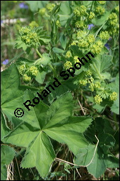 Gewöhnlicher Frauenmantel, Gelbgrüner Frauenmantel, Alchemilla xanthochlora, Alchemilla vulgaris, Alchemilla pratensis, Rosaceae, Alchemilla xanthochlora, Alchemilla vulgaris, Alchemilla pratensis, Gelbgrüner Frauenmantel, Gewöhnlicher Frauenmantel, Blühend Kauf von 00357alchemilla_xanthochloraimg_2167.jpg