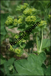 Gewhnlicher Frauenmantel, Gelbgrner Frauenmantel, Alchemilla xanthochlora, Alchemilla vulgaris, Alchemilla pratensis, Rosaceae, Alchemilla xanthochlora, Alchemilla vulgaris, Alchemilla pratensis, Gelbgrner Frauenmantel, Gewhnlicher Frauenmantel, Blhend Kauf von 00357alchemilla_xanthochloraimg_2168.jpg