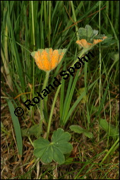 Gewhnlicher Frauenmantel, Gelbgrner Frauenmantel, Alchemilla xanthochlora, Alchemilla vulgaris, Alchemilla pratensis, Rosaceae, Alchemilla xanthochlora, Alchemilla vulgaris, Alchemilla pratensis, Gelbgrner Frauenmantel, Gewhnlicher Frauenmantel, Blhend Kauf von 00357alchemilla_xanthochloraimg_7470.jpg