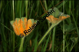 Gewöhnlicher Frauenmantel, Gelbgrüner Frauenmantel, Alchemilla xanthochlora, Alchemilla vulgaris, Alchemilla pratensis, Rosaceae, Alchemilla xanthochlora, Alchemilla vulgaris, Alchemilla pratensis, Gelbgrüner Frauenmantel, Gewöhnlicher Frauenmantel, Blühend Kauf von 00357alchemilla_xanthochloraimg_7473.jpg