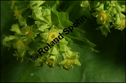 Gewhnlicher Frauenmantel, Gelbgrner Frauenmantel, Alchemilla xanthochlora, Alchemilla vulgaris, Alchemilla pratensis, Rosaceae, Alchemilla xanthochlora, Alchemilla vulgaris, Alchemilla pratensis, Gelbgrner Frauenmantel, Gewhnlicher Frauenmantel, Blhend Kauf von 00357alchemilla_xanthochloraimg_7474.jpg