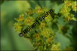 Gewöhnlicher Frauenmantel, Gelbgrüner Frauenmantel, Alchemilla xanthochlora, Alchemilla vulgaris, Alchemilla pratensis, Rosaceae, Alchemilla xanthochlora, Alchemilla vulgaris, Alchemilla pratensis, Gelbgrüner Frauenmantel, Gewöhnlicher Frauenmantel, Blühend Kauf von 00357alchemilla_xanthochloraimg_7476.jpg