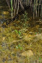 Gewöhnlicher Froschlöffel, Alisma plantago-aquatica und Wasserfrosch, Alismataceae, Alisma plantago-aquatica, Gewöhnlicher Froschlöffel, Habitat mit Frosch Kauf von 00358_alisma_plantago_aquatica_dsc_5510.jpg