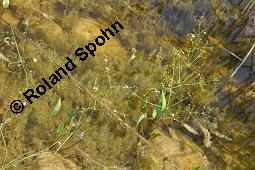 Gewhnlicher Froschlffel, Alisma plantago-aquatica und Wasserfrosch, Alismataceae, Alisma plantago-aquatica, Gewhnlicher Froschlffel, Habitat mit Frosch Kauf von 00358_alisma_plantago_aquatica_dsc_5511.jpg