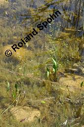 Gewöhnlicher Froschlöffel, Alisma plantago-aquatica und Wasserfrosch, Alismataceae, Alisma plantago-aquatica, Gewöhnlicher Froschlöffel, Habitat mit Frosch Kauf von 00358_alisma_plantago_aquatica_dsc_5513.jpg