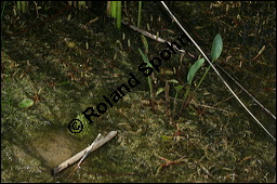 Gewhnlicher Froschlffel, Alisma plantago-aquatica und Wasserfrosch, Alismataceae, Alisma plantago-aquatica, Gewhnlicher Froschlffel, Habitat mit Frosch Kauf von 00358alisma_plantago_aquaticaimg_8494.jpg