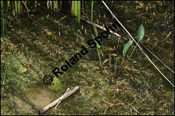 Gewöhnlicher Froschlöffel, Alisma plantago-aquatica und Wasserfrosch, Alismataceae, Alisma plantago-aquatica, Gewöhnlicher Froschlöffel, Habitat mit Frosch Kauf von 00358alisma_plantago_aquaticaimg_8495.jpg