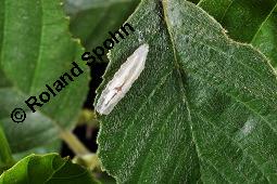 Schwarz-Erle, Alnus glutinosa, Betulaceae, Alnus glutinosa, Schwarz-Erle, Schwarzerle, Habitus im Winter Kauf von 00364_alnus_glutinoa_dsc_1109.jpg