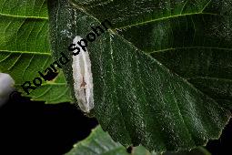 Schwarz-Erle, Alnus glutinosa, Betulaceae, Alnus glutinosa, Schwarz-Erle, Schwarzerle, Habitus im Winter Kauf von 00364_alnus_glutinoa_dsc_1110.jpg