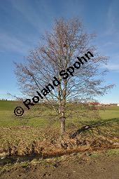 Schwarz-Erle, Alnus glutinosa, Betulaceae, Alnus glutinosa, Schwarz-Erle, Schwarzerle, Habitus im Winter Kauf von 00364_alnus_glutinosa_dsc_1395.jpg