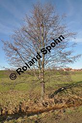 Schwarz-Erle, Alnus glutinosa, Betulaceae, Alnus glutinosa, Schwarz-Erle, Schwarzerle, Habitus im Winter Kauf von 00364_alnus_glutinosa_dsc_1396.jpg