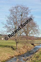 Schwarz-Erle, Alnus glutinosa, Betulaceae, Alnus glutinosa, Schwarz-Erle, Schwarzerle, Habitus im Winter Kauf von 00364_alnus_glutinosa_dsc_1397.jpg