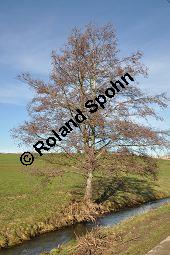 Schwarz-Erle, Alnus glutinosa, Betulaceae, Alnus glutinosa, Schwarz-Erle, Schwarzerle, Habitus im Winter Kauf von 00364_alnus_glutinosa_dsc_1401.jpg