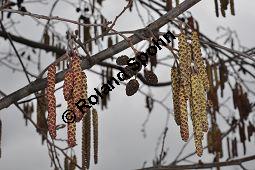 Schwarz-Erle, Alnus glutinosa, Betulaceae, Alnus glutinosa, Schwarz-Erle, Schwarzerle, Habitus im Winter Kauf von 00364_alnus_glutinosa_dsc_1886.jpg