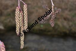 Schwarz-Erle, Alnus glutinosa, Betulaceae, Alnus glutinosa, Schwarz-Erle, Schwarzerle, Habitus im Winter Kauf von 00364_alnus_glutinosa_dsc_1889.jpg