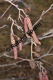 Schwarz-Erle, Alnus glutinosa, Betulaceae, Alnus glutinosa, Schwarz-Erle, Schwarzerle, Habitus im Winter Kauf von 00364_alnus_glutinosa_dsc_1890.jpg