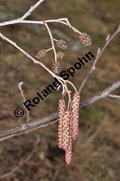 Schwarz-Erle, Alnus glutinosa, Betulaceae, Alnus glutinosa, Schwarz-Erle, Schwarzerle, Habitus im Winter Kauf von 00364_alnus_glutinosa_dsc_1891.jpg