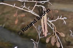 Schwarz-Erle, Alnus glutinosa, Betulaceae, Alnus glutinosa, Schwarz-Erle, Schwarzerle, Habitus im Winter Kauf von 00364_alnus_glutinosa_dsc_1892.jpg